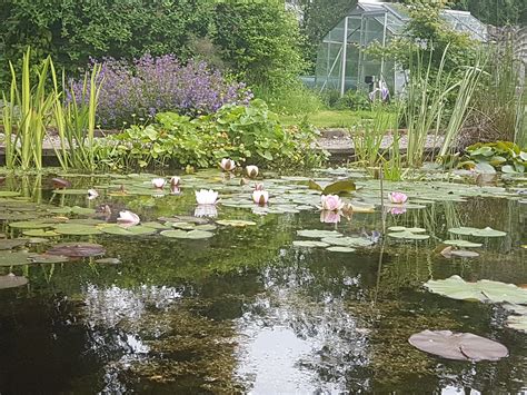 Four Things To Consider When Building A Wildlife Pond Merebrook Pond