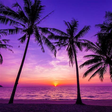 Tropical Sunset Wallpapers 4k Hd Tropical Sunset Backgrounds On