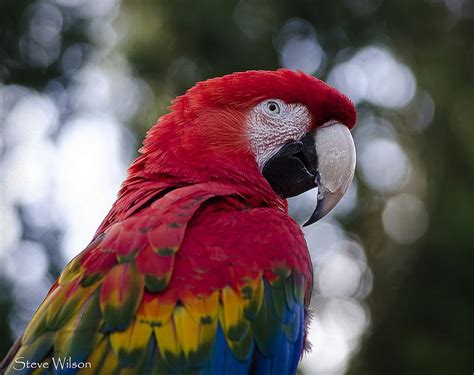 Green Winged X Scarlet Macaw Hybrid Macaw Pretty Birds Animals And Pets