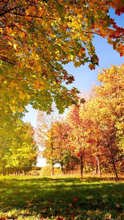Herbst Bäume Und Blätter 2560x1600 Hd Hintergrundbilder Hd Bild