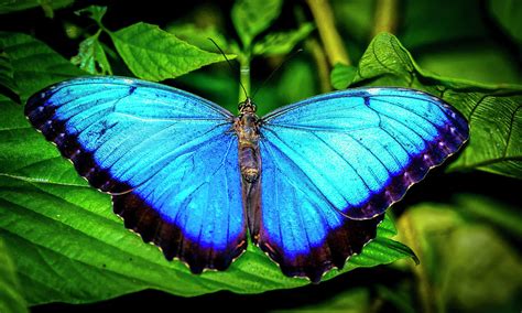 Common Blue Morpho Butterfly Photograph By Urs Hauenstein