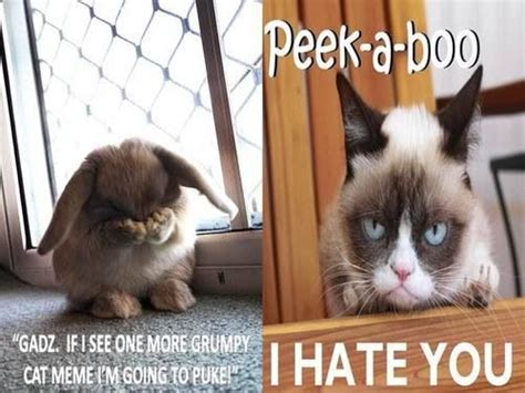 Grumpy Cat Meme Cat Memes I Hate You Tartar Peek A Boos Sauce