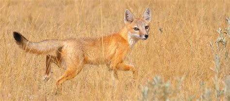 Swift Fox The Animal Facts Appearance Diet Habitat Behavior