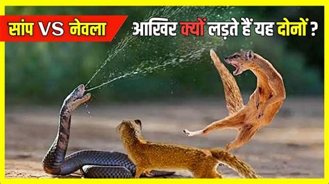 Why Do Weasels Kill Snakes On Sight Snake Vs Mongoose Real Fight