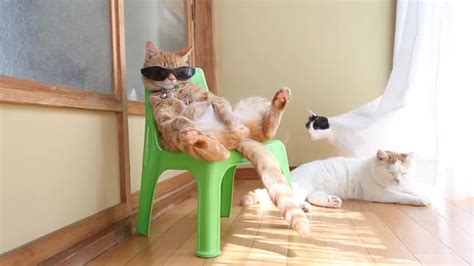 Cat In Sunglasses Is A Lot Cooler Than Youll Ever Be The Hollywood