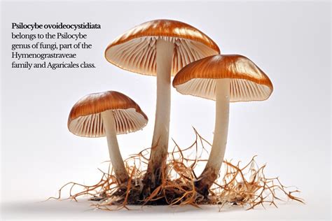 Effects Uses And How To Grow Psilocybe Ovoideocystidiata