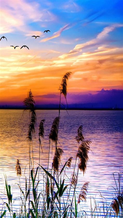 Relaxing Sunset With Birds Relax Calm Water Sunset