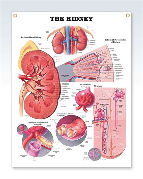 Kidney Exam Room Anatomy Poster Clinicalposters