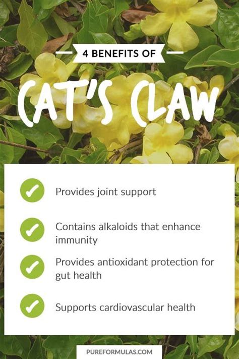 Cat Claw Tea Benefits Brain Mind Article