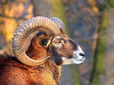 Muflon Gen De Mamifere Care Cuprinde Reprezentanţi Ai Ovinelor Ovine