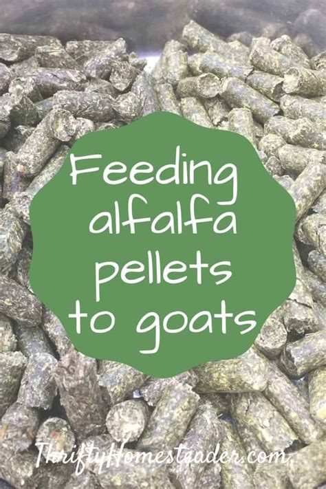 Feeding Alfalfa Pellets To Goats