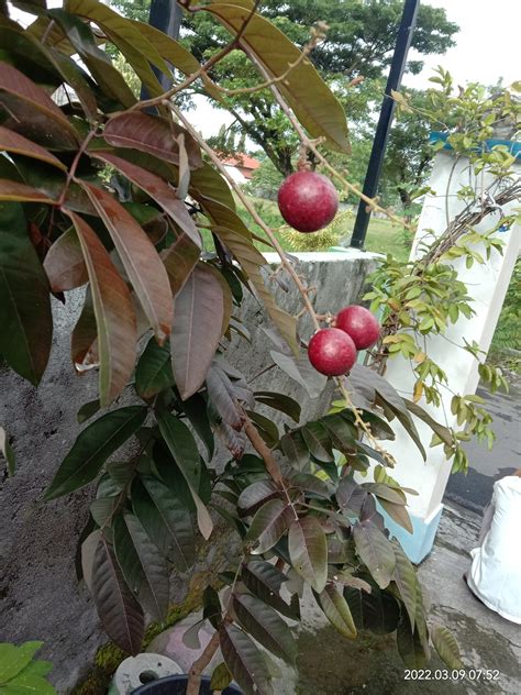 Cara Menanam Pohon Kelengkeng Di... - Pertanian & Perkebunan