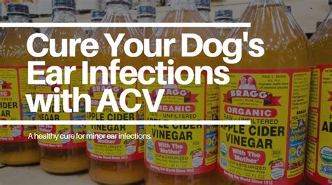 Apple Cider Vinegar For Dog Ear Infection In 2020 Dogs Ears Infection