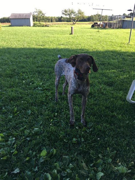 Pm the page for info. German Shorthaired Pointer Puppies For Sale | Menominee ...