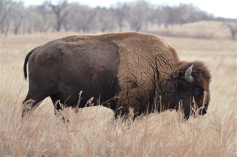 Bison At Rocky Mountain Arsenal National Wildlife Refuge Flickr