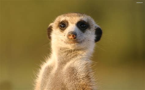 Image Meerkatpng Niche Wiki Fandom Powered By Wikia