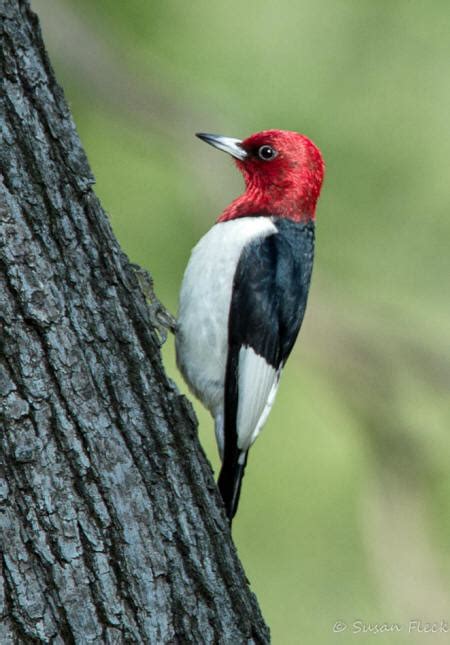 Red Headed Woodpecker