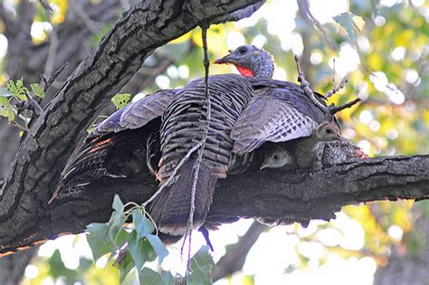 Its Thanksgiving Turkeys In Trees Deeproot Blog