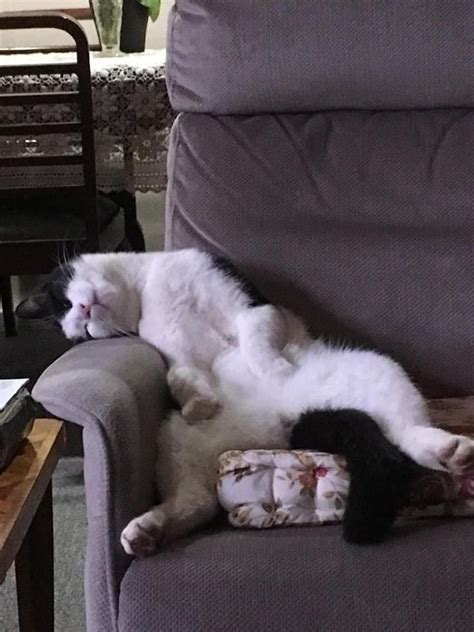 50 Funny Cats Sleeping In Weird Positions And Places Hauskat Kissakuvat