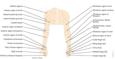 Upper Limb Anatomy Illustrations E Anatomy
