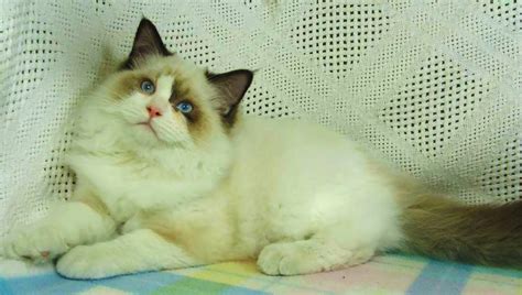 Breeding Ragdoll Cats Seal Point Fennville Mi