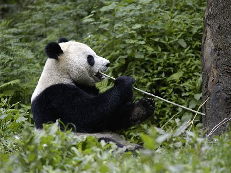 Großer Panda Das Wwf Wappentier In Gefahr