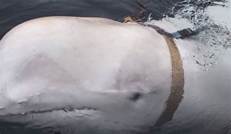 Beluga Whale Wearing Suspicious Harness Dubbed Russian Spy Whale