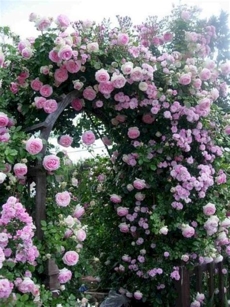 Rosa E Garden Of Eden Jacobytarobeard