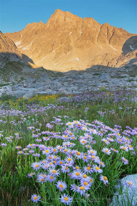 Indian Basin Wildflowers Wind River Range Wyoming Alan Majchrowicz