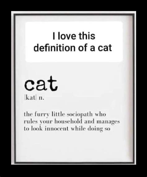 Cat Quotes Funny Funny Memes Quotes About Cats Cat Person Quotes