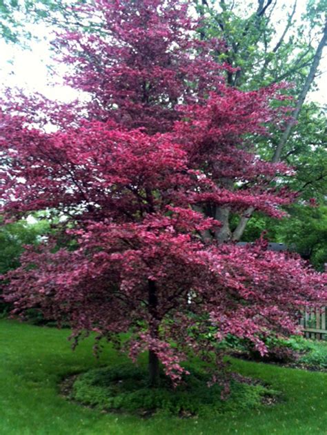 Learning To Grow Tri Color Beech A Tri City Star Shaw Local