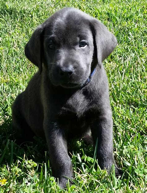 Puppies are currently priced at $3,000 plus tax. AKC Silver Charcoal Lab Puppies for sale in Southern ...