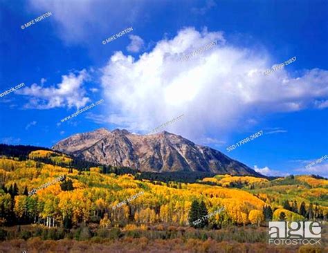 Aspen Trees On A Hillside Kebler Pass Gunnison National Forest