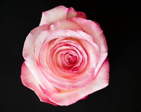 Free Photo Closeup Of Blooming Pink Rose