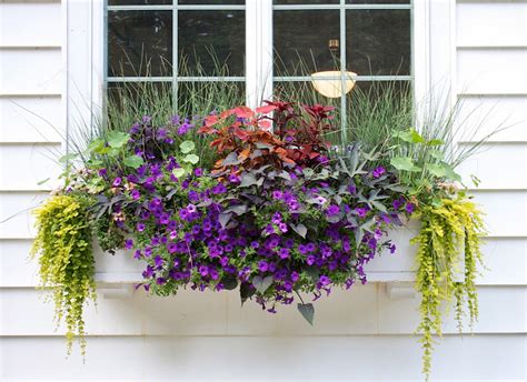 These flowers are sure to draw attention to. The evolving window box | The Impatient Gardener