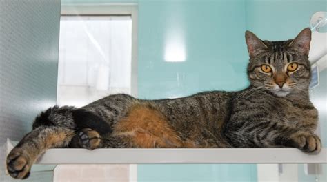 The rutherford county humane society is dedicated to improving the lives of animals in rutherford county, nc. Adoption fees waived at SA Humane Society for all cat and ...