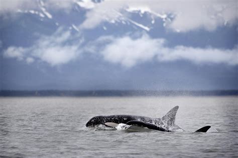 Killer Whales Alaska Photograph By Richard Wear Pixels