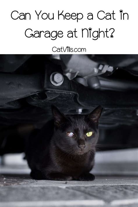 Is Keeping A Cat In A Garage At Night Advisable Or Not