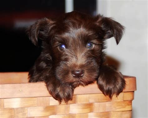 Candis Bishop Photography AKC MINIATURE SCHNAUZER PUPPIES