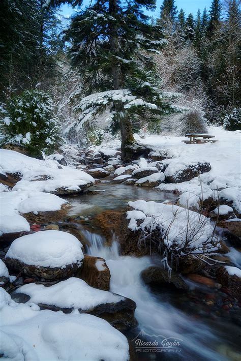 Snowy Stream Forest Stream Snow Forest Snowy