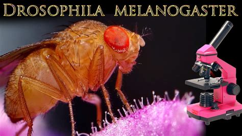 Drosophila Melanogaster Under The Microscope Youtube