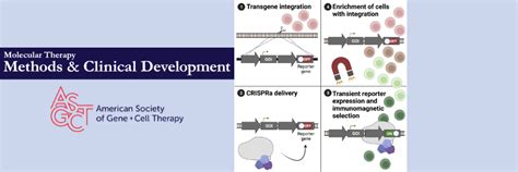 Improving The Efficiency Of Homology Directed Repair In Gene Editing Asgct American Society