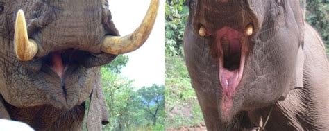 african vs asian elephants the 10 physical differences ️