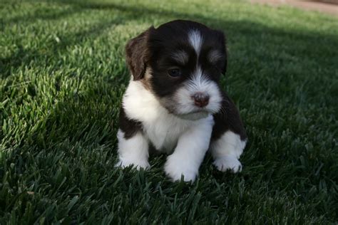 Do not give the puppy anything else but fresh water. Available Puppies: Havanese puppies are 4 weeks old!