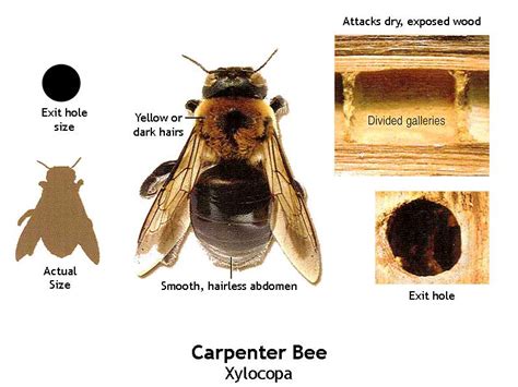 Carpenter Bees Pest Control And Extermination Services In Ma And Nh