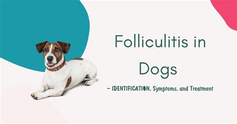 Folliculitis In Dogs Identification Symptoms And Treatment