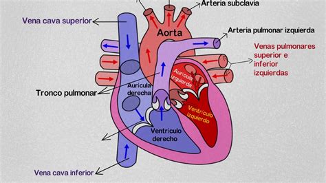 ¿cuáles Son Las Partes Del Corazón Humano Y Sus Funciones