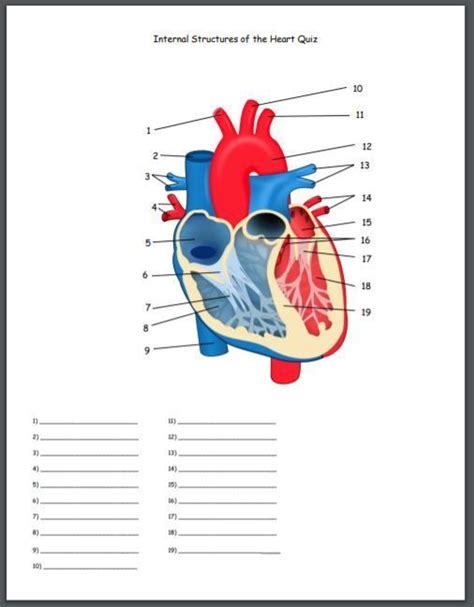 10 Heart Anatomy Diagram Quiz Pics