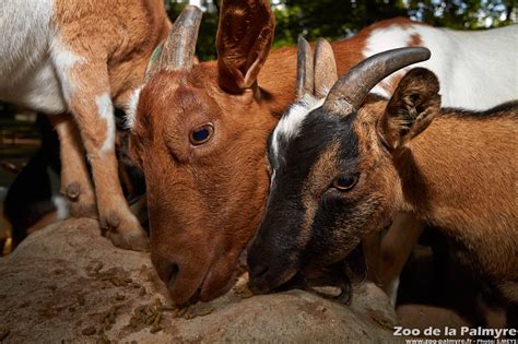 Zoo De La Palmyre Venez Découvrir Les Chèvres Naines