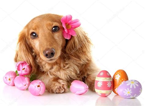 Easter Dachshund Puppy Stock Photo By ©hannamariah 101816600